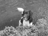 Kleiner Münsterländer Foto: Eiko an der Soeste in Cloppenburg (ID 17139) Kleiner Münsterländer Hund