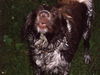 Kleiner Münsterländer Foto: so fühl ich mich richtig gut (ID 24295) Kleiner Münsterländer Hund