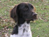 Kleiner Münsterländer Foto: Jolla (ID 29314) Kleiner Münsterländer Hund