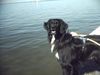 Kleiner Münsterländer Foto: Max und sein Lieblingselement (ID 29784) Kleiner Münsterländer Hund