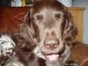 Kleiner Münsterländer Foto: ich bin ja soooooooo müüüüüde (ID 4704) Kleiner Münsterländer Hund