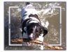 Kleiner Münsterländer Foto: unsere Kira beim Spielen/Baden im Rhein !!!! (ID 19278) Kleiner Münsterländer Hund