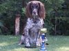 Kleiner Münsterländer Foto: Meine Sportkanone (ID 1865) Kleiner Münsterländer Hund