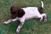 Kleiner Münsterländer Foto: Vor 1 Jahr... (ID 12054) Kleiner Münsterländer Hund