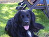 Kleiner Münsterländer Foto: Rico 3 Jahre (ID 29860) Kleiner Münsterländer Hund
