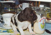 Kleiner Münsterländer Foto: Lucky - Nina's Bruder 3 Wochen alt (ID 27145) Kleiner Münsterländer Hund