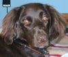 Kleiner Münsterländer Foto: Luzy aus Lichtenau/Westmittelfranken (ID 13456) Kleiner Münsterländer Hund