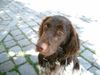 Kleiner Münsterländer Foto: Luzy aus Lichtenau/Westmittelfranken (ID 13455) Kleiner Münsterländer Hund