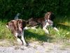 Kleiner Münsterländer Foto: Luzy mit Onkel Asco (ID 18908) Kleiner Münsterländer Hund