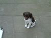 Kleiner Münsterländer Foto: Unsere Mira - 8 Wochen alt (ID 31415) Kleiner Münsterländer Hund