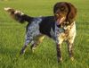 Kleiner Münsterländer Foto: ...und jetzt! (ID 12053) Kleiner Münsterländer Hund