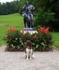 Kleiner Münsterländer Foto: Ich bin schöner als ihr da oben (ID 43501) Kleiner Münsterländer Hund