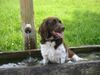 Kleiner Münsterländer Foto: Herrlich hier baden wo die Kühe saufen (ID 39228) Kleiner Münsterländer Hund