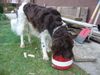 Kleiner Münsterländer Foto: Genug gearbeidet für heute jetzt wird gesoffen (ID 43235) Kleiner Münsterländer Hund