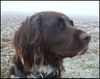 Kleiner Münsterländer Foto: Kein einziger Hase heut zu sehn (ID 41454) Kleiner Münsterländer Hund