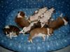 Kleiner Münsterländer Foto: Unser A-Wurf mann sind wir müde (ID 2448) Kleiner Münsterländer Hund