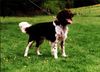 Kleiner Münsterländer Foto: Das ist mein Kleiner Münsterländer (ID 1631) Kleiner Münsterländer Hund