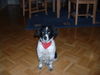 Kleiner Münsterländer Foto: das ist mein Münsterländer-Border Collie Mischlingshund mit 17 Wochen (ID 28106) Kleiner Münsterländer Hund