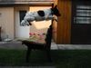 Kleiner Münsterländer Foto: Cool oder!? Die Bank ist ca. 85cm hoch (!) (ID 3884) Kleiner Münsterländer Hund