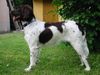 Kleiner Münsterländer Foto: Hier ist sie auch recht schön drauf' (ID 3883) Kleiner Münsterländer Hund