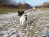 Kleiner Münsterländer Foto: Juhuuuu! Rennen!! (ID 7930) Kleiner Münsterländer Hund