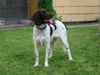 Kleiner Münsterländer Foto: So find ich sie wunderschön *träum* (ID 3882) Kleiner Münsterländer Hund