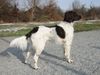 Kleiner Münsterländer Foto: Nina - in Position (ID 7932) Kleiner Münsterländer Hund