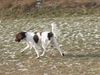 Kleiner Münsterländer Foto: Nina im Trab auf der Freilaufwiese (ID 9654) Kleiner Münsterländer Hund