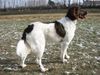 Kleiner Münsterländer Foto: Unsere Nina 2 Jahre alt (ID 7933) Kleiner Münsterländer Hund