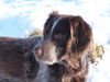 Kleiner Münsterländer Foto: Der Blick zurück (ID 43630) Kleiner Münsterländer Hund
