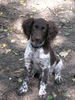 Kleiner Münsterländer Foto: wiedersehen mit perro (ID 30066) Kleiner Münsterländer Hund