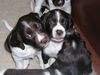 Kleiner Münsterländer Foto: Welpen 5 wochen alt! (ID 12996) Kleiner Münsterländer Hund