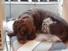Kleiner Münsterländer Foto: Ich bin 10 Jahre und fitt wie ein Turnschuh (ID 8544) Kleiner Münsterländer Hund