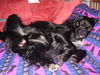 Kleiner Münsterländer Foto: Rico - ich bin müde (ID 29870) Kleiner Münsterländer Hund