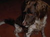 Kleiner Münsterländer Foto: Banja 5 Jahre (ID 35145) Kleiner Münsterländer Hund