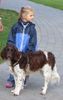 Kleiner Münsterländer Foto: Wir beide sind gleich alt (ID 39585) Kleiner Münsterländer Hund
