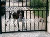 Kleiner Münsterländer Foto: Spooky als lustiger Wachhund (ID 19835) Kleiner Münsterländer Hund
