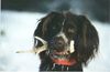 Kleiner Münsterländer Foto: Auch unterm Schnee kann man suchen. (ID 2082) Kleiner Münsterländer Hund