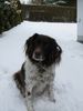 Kleiner Münsterländer Foto: Tira von der Anbiete das letzte Mal im Schnee spielen (ID 24492) Kleiner Münsterländer Hund