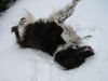 Kleiner Münsterländer Foto: Tira von der Anbiete das letzte Mal im Schnee spielen (ID 24493) Kleiner Münsterländer Hund