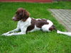 Kleiner Münsterländer Foto: Viele Grüße von Gina (ID 33697) Kleiner Münsterländer Hund