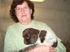 Kleiner Münsterländer Foto: ibi schon 3 Wochen und werde noch größer (ID 41122) Kleiner Münsterländer Hund