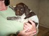 Kleiner Münsterländer Foto: Alter 2 1/2 Jahre ,Dasso,ich hab keine Angst vor der Kuh (ID 41121) Kleiner Münsterländer Hund