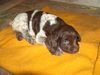 Kleiner Münsterländer Foto: ibi schon 3 Wochen und werde noch größer und Down kann ich auch schon (ID 41123) Kleiner Münsterländer Hund