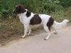 Kleiner Münsterländer Foto: neugierig ? ich doch nicht.... (ID 20430) Kleiner Münsterländer Hund