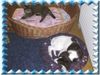 Kleiner Münsterländer Foto: irgendwas läuft da falsch (ID 8975) Kleiner Münsterländer Hund