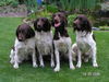 Kleiner Münsterländer Foto: KLM-vom Kiefernwalde (ID 43910) Kleiner Münsterländer Hund
