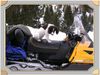 Kleiner Münsterländer Foto: ein richtiger jagdhund muss auch skidoo fahren können (ID 9017) Kleiner Münsterländer Hund