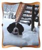 Kleiner Münsterländer Foto: bella liebt das kühle etwas (ID 9016) Kleiner Münsterländer Hund