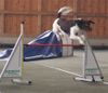 Kleiner Münsterländer Foto: Benji bei seiner Lieblingsbeschäftigung (ID 10409) Kleiner Münsterländer Hund